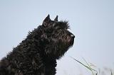 BOUVIER DES FLANDRES 457